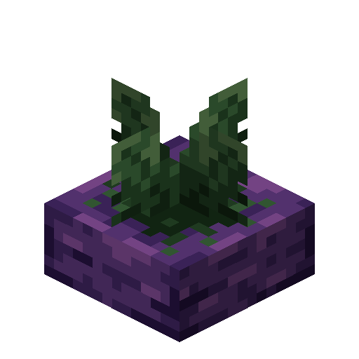 Giant Turnip
